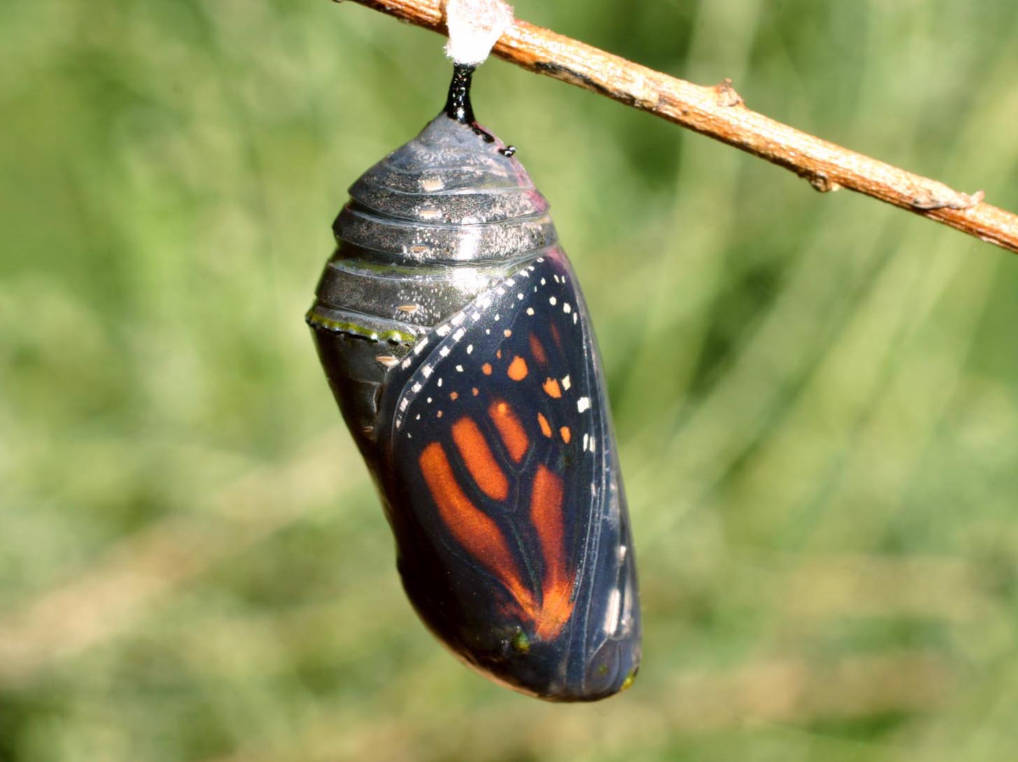 Le temps des Chrysalides